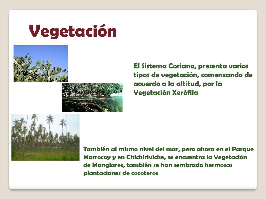 Vegetación El Sistema Coriano, presenta varios tipos de vegetación, comenzando de acuerdo a la altitud, por la Vegetación Xerófila.