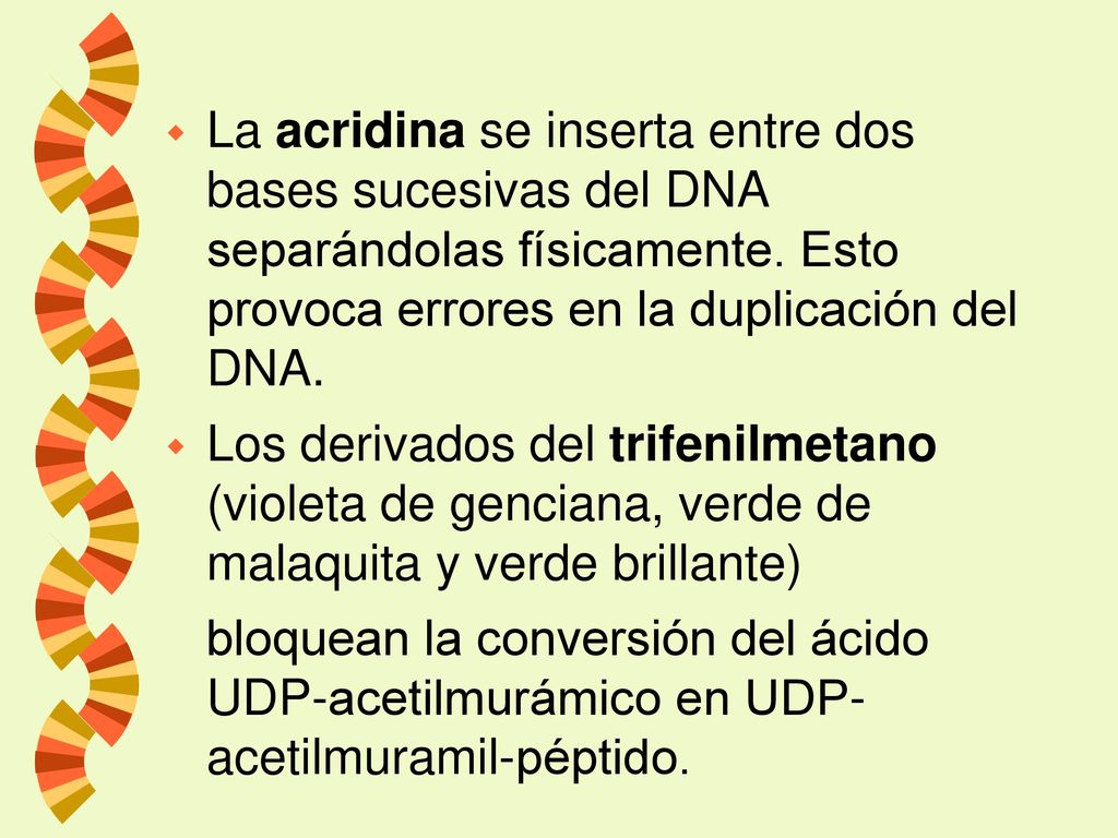 La acridina se inserta entre dos bases sucesivas del DNA separándolas físicamente. Esto provoca errores en la duplicación del DNA.