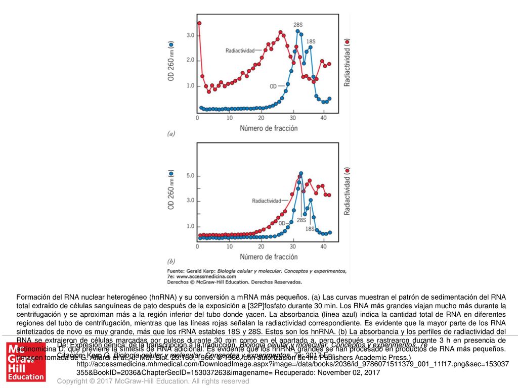 Formación del RNA nuclear heterogéneo (hnRNA) y su conversión a mRNA más pequeños. (a) Las curvas muestran el patrón de sedimentación del RNA total extraído de células sanguíneas de pato después de la exposición a [32P]fosfato durante 30 min. Los RNA más grandes viajan mucho más durante la centrifugación y se aproximan más a la región inferior del tubo donde yacen. La absorbancia (línea azul) indica la cantidad total de RNA en diferentes regiones del tubo de centrifugación, mientras que las líneas rojas señalan la radiactividad correspondiente. Es evidente que la mayor parte de los RNA sintetizados de novo es muy grande, más que los rRNA estables 18S y 28S. Estos son los hnRNA. (b) La absorbancia y los perfiles de radiactividad del RNA se extrajeron de células marcadas por pulsos durante 30 min como en el apartado a, pero después se rastrearon durante 3 h en presencia de actinomicina D, que previene la síntesis de RNA adicional. Es evidente que los hnRNA grandes se han procesado en productos de RNA más pequeños. (Imagen tomada de G. Attardi et al., J. Mol. Biol. 20:160, © 1966, con autorización de the Publishers Academic Press.)