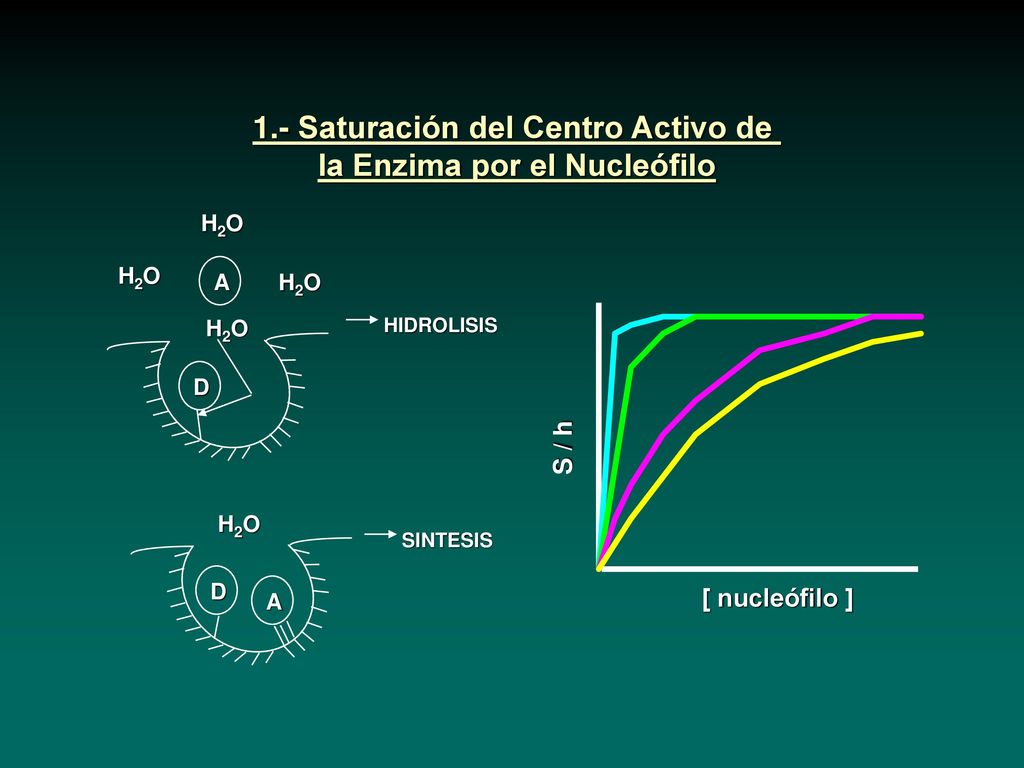 1.- Saturación del Centro Activo de la Enzima por el Nucleófilo