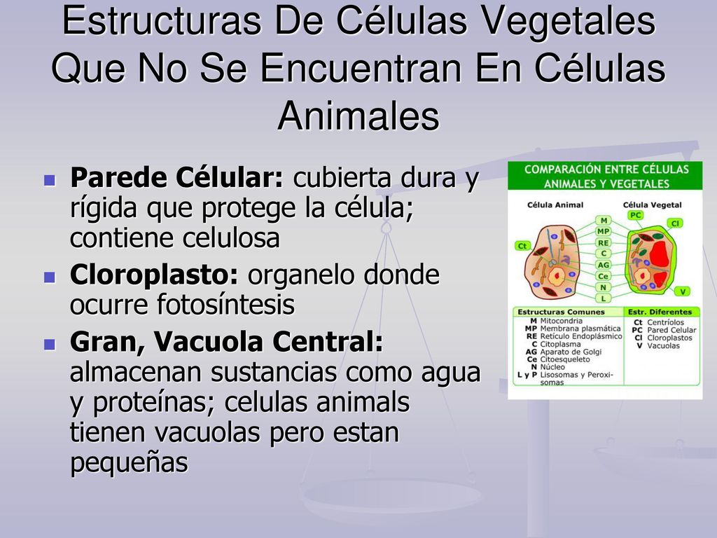 Estructuras De Células Vegetales Que No Se Encuentran En Células Animales