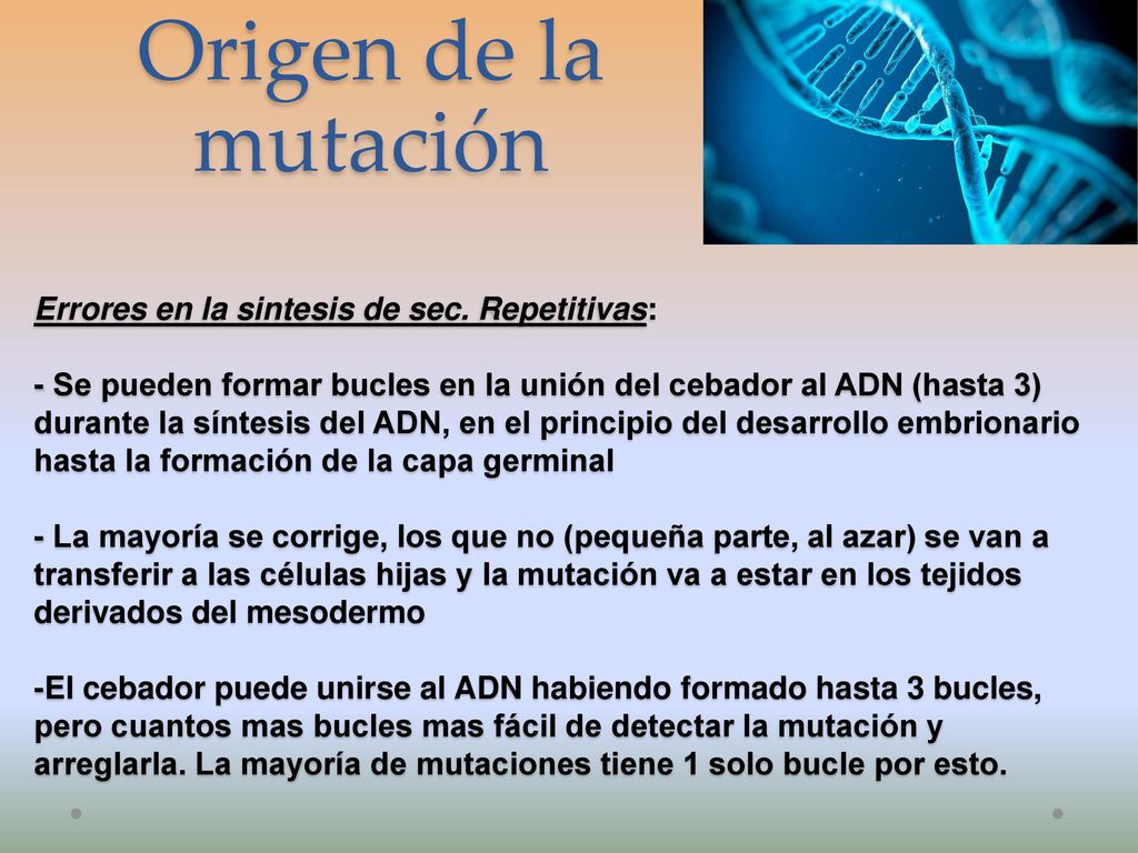 Origen de la mutación Errores en la sintesis de sec. Repetitivas: