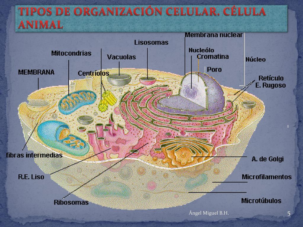 TIPOS DE ORGANIZACIÓN CELULAR. CÉLULA ANIMAL