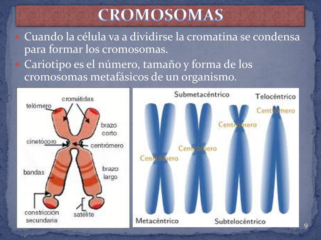 CROMOSOMAS Cuando la célula va a dividirse la cromatina se condensa para formar los cromosomas.