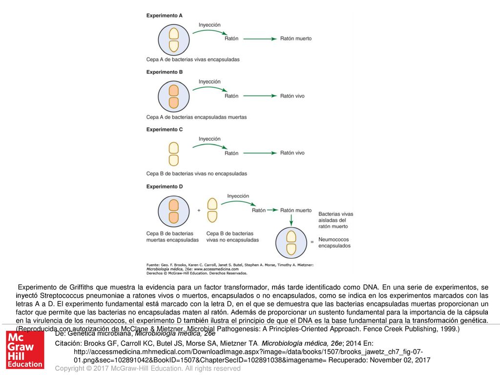 Experimento de Griffiths que muestra la evidencia para un factor transformador, más tarde identificado como DNA. En una serie de experimentos, se inyectó Streptococcus pneumoniae a ratones vivos o muertos, encapsulados o no encapsulados, como se indica en los experimentos marcados con las letras A a D. El experimento fundamental está marcado con la letra D, en el que se demuestra que las bacterias encapsuladas muertas proporcionan un factor que permite que las bacterias no encapsuladas maten al ratón. Además de proporcionar un sustento fundamental para la importancia de la cápsula en la virulencia de los neumococos, el experimento D también ilustra el principio de que el DNA es la base fundamental para la transformación genética. (Reproducida con autorización de McClane & Mietzner, Microbial Pathogenesis: A Principles-Oriented Approach. Fence Creek Publishing, 1999.)