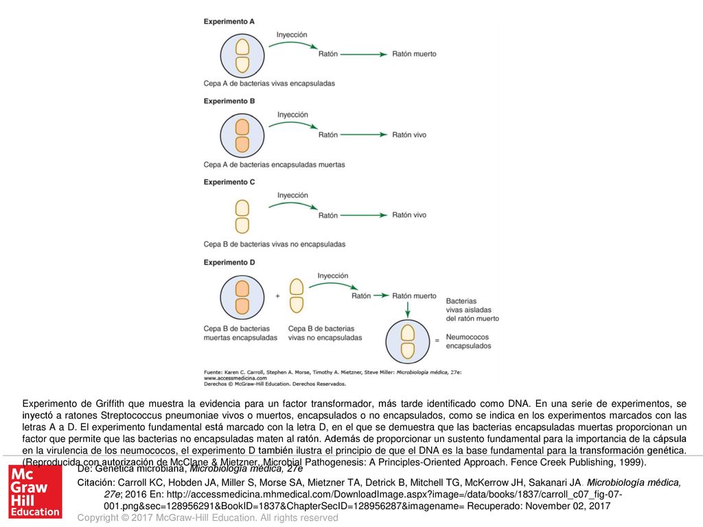Experimento de Griffith que muestra la evidencia para un factor transformador, más tarde identificado como DNA. En una serie de experimentos, se inyectó a ratones Streptococcus pneumoniae vivos o muertos, encapsulados o no encapsulados, como se indica en los experimentos marcados con las letras A a D. El experimento fundamental está marcado con la letra D, en el que se demuestra que las bacterias encapsuladas muertas proporcionan un factor que permite que las bacterias no encapsuladas maten al ratón. Además de proporcionar un sustento fundamental para la importancia de la cápsula en la virulencia de los neumococos, el experimento D también ilustra el principio de que el DNA es la base fundamental para la transformación genética. (Reproducida con autorización de McClane & Mietzner, Microbial Pathogenesis: A Principles-Oriented Approach. Fence Creek Publishing, 1999).