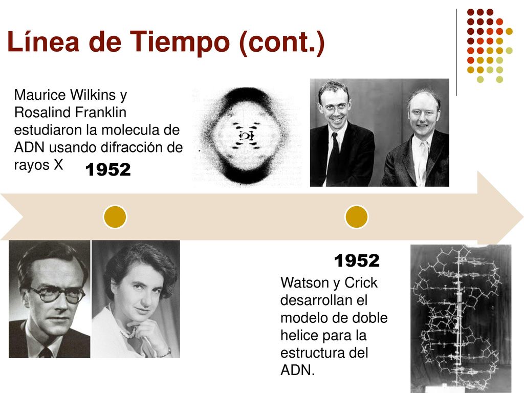 Línea de Tiempo (cont.) Maurice Wilkins y Rosalind Franklin estudiaron la molecula de ADN usando difracción de rayos X.