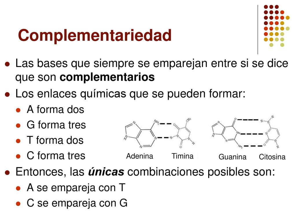 Complementariedad Las bases que siempre se emparejan entre si se dice que son complementarios. Los enlaces químicas que se pueden formar: