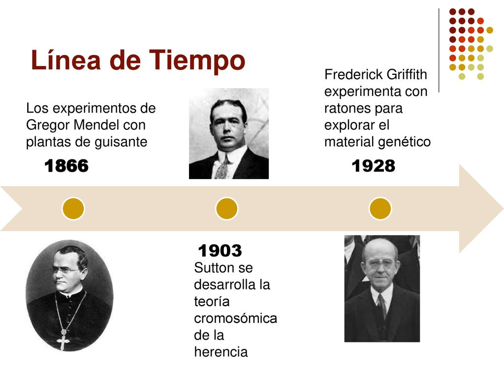 Línea de Tiempo Frederick Griffith experimenta con ratones para explorar el material genético