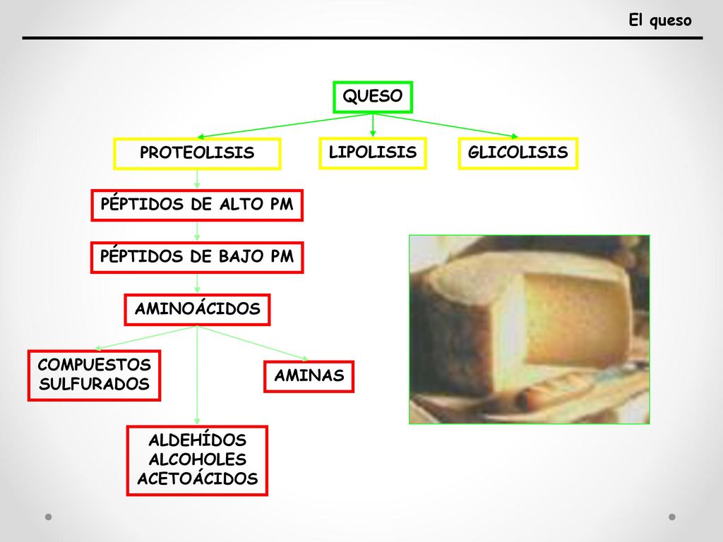 El queso QUESO. PROTEOLISIS. LIPOLISIS. GLICOLISIS. PÉPTIDOS DE ALTO PM. PÉPTIDOS DE BAJO PM. AMINOÁCIDOS.