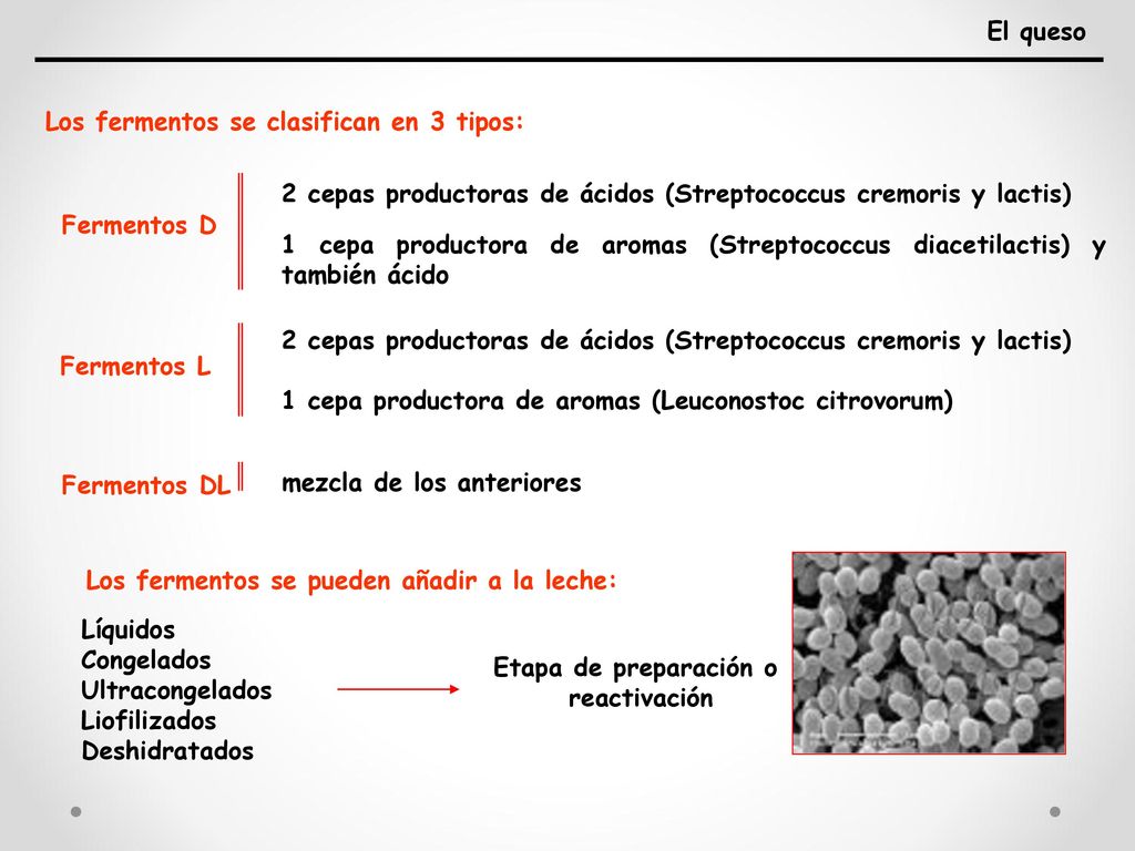Los fermentos se clasifican en 3 tipos: