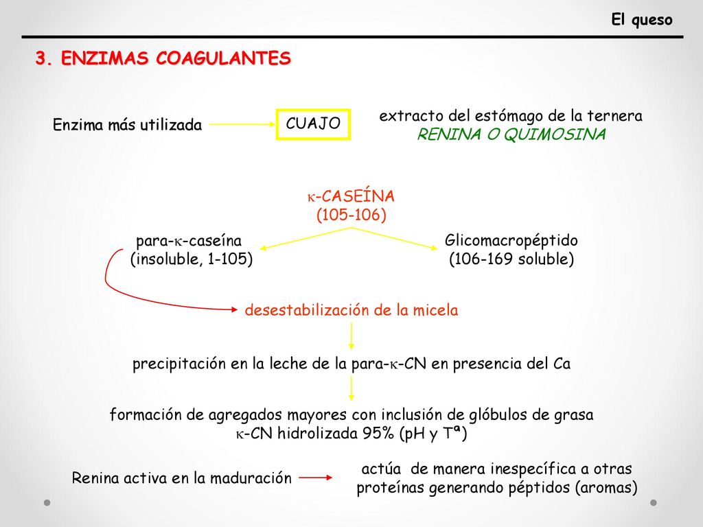 3. ENZIMAS COAGULANTES El queso extracto del estómago de la ternera