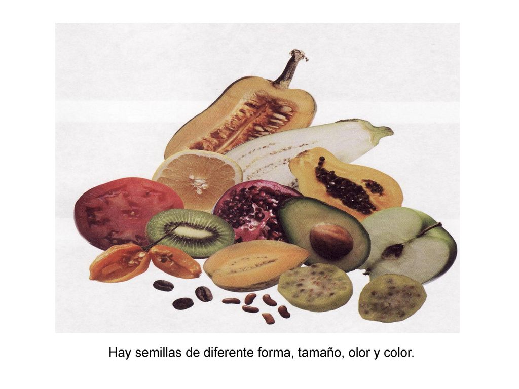 Hay semillas de diferente forma, tamaño, olor y color.