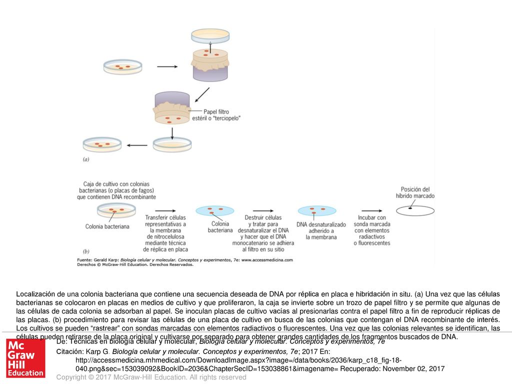 Localización de una colonia bacteriana que contiene una secuencia deseada de DNA por réplica en placa e hibridación in situ. (a) Una vez que las células bacterianas se colocaron en placas en medios de cultivo y que proliferaron, la caja se invierte sobre un trozo de papel filtro y se permite que algunas de las células de cada colonia se adsorban al papel. Se inoculan placas de cultivo vacías al presionarlas contra el papel filtro a fin de reproducir réplicas de las placas. (b) procedimiento para revisar las células de una placa de cultivo en busca de las colonias que contengan el DNA recombinante de interés. Los cultivos se pueden rastrear con sondas marcadas con elementos radiactivos o fluorescentes. Una vez que las colonias relevantes se identifican, las células pueden retirarse de la placa original y cultivarse por separado para obtener grandes cantidades de los fragmentos buscados de DNA.