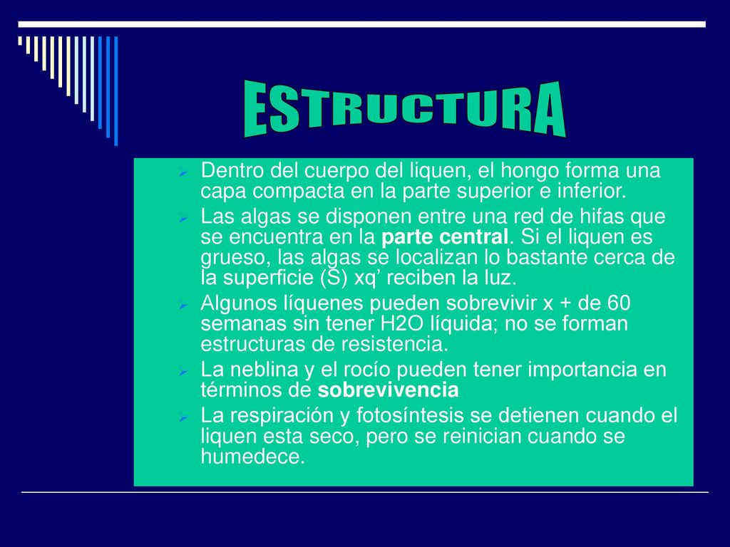 ESTRUCTURA Dentro del cuerpo del liquen, el hongo forma una capa compacta en la parte superior e inferior.