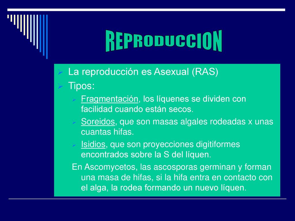 REPRODUCCION La reproducción es Asexual (RAS) Tipos: