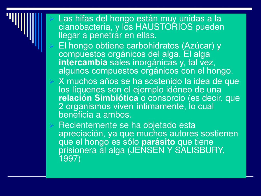 Las hifas del hongo están muy unidas a la cianobacteria, y los HAUSTORIOS pueden llegar a penetrar en ellas.