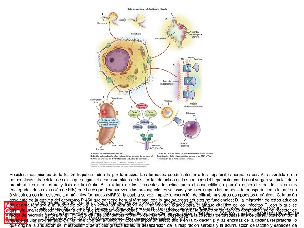 Posibles mecanismos de la lesión hepática inducida por fármacos