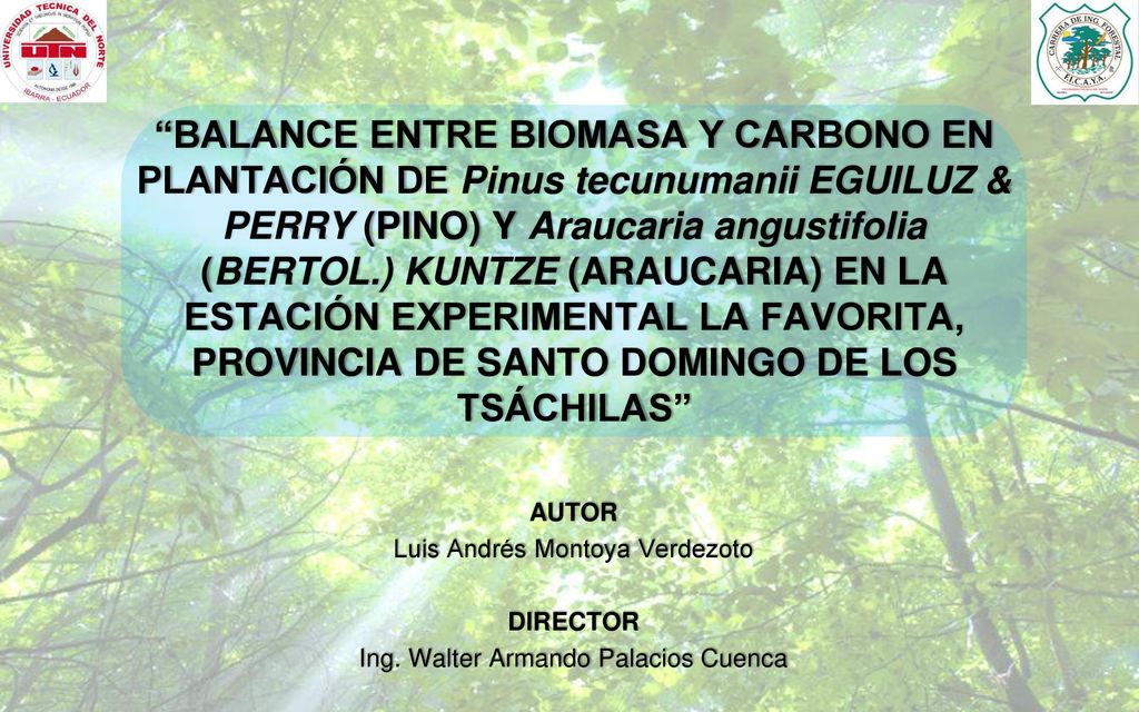BALANCE ENTRE BIOMASA Y CARBONO EN PLANTACIÓN DE Pinus tecunumanii EGUILUZ & PERRY (PINO) Y Araucaria angustifolia (BERTOL.) KUNTZE (ARAUCARIA) EN LA ESTACIÓN EXPERIMENTAL LA FAVORITA, PROVINCIA DE SANTO DOMINGO DE LOS TSÁCHILAS