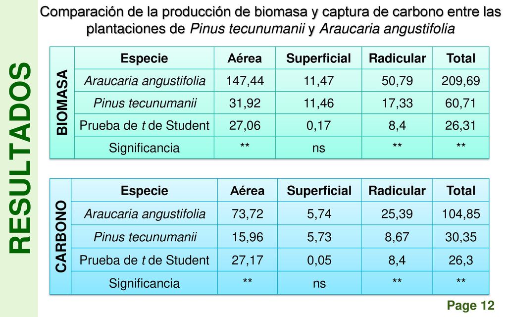 Comparación de la producción de biomasa y captura de carbono entre las plantaciones de Pinus tecunumanii y Araucaria angustifolia