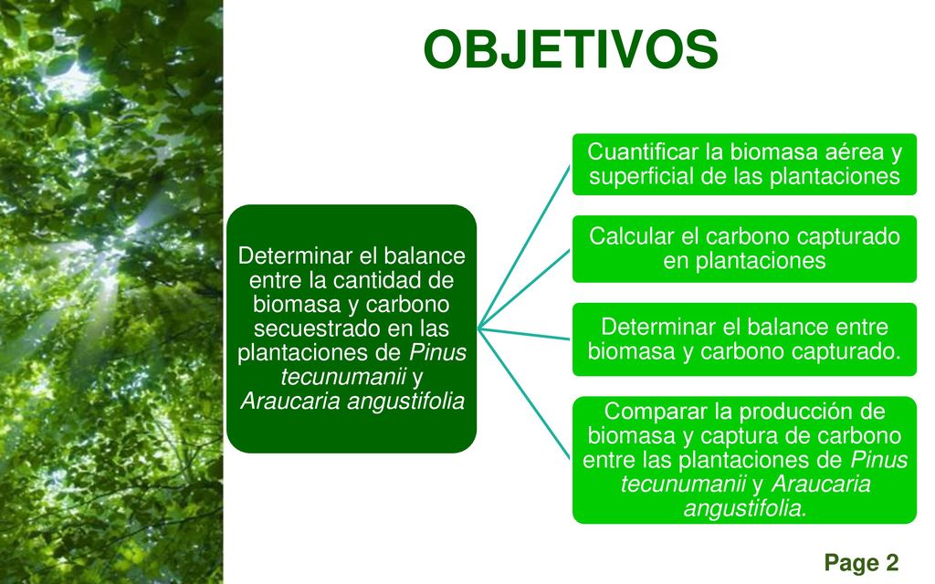 OBJETIVOS Determinar el balance entre la cantidad de biomasa y carbono secuestrado en las plantaciones de Pinus tecunumanii y Araucaria angustifolia.
