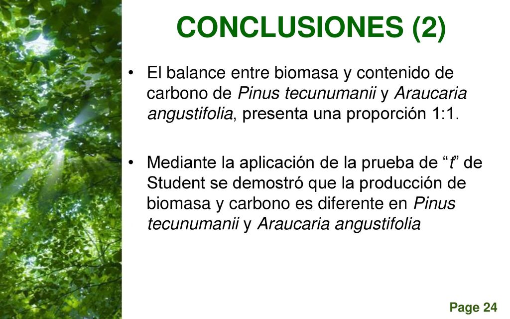 CONCLUSIONES (2) El balance entre biomasa y contenido de carbono de Pinus tecunumanii y Araucaria angustifolia, presenta una proporción 1:1.