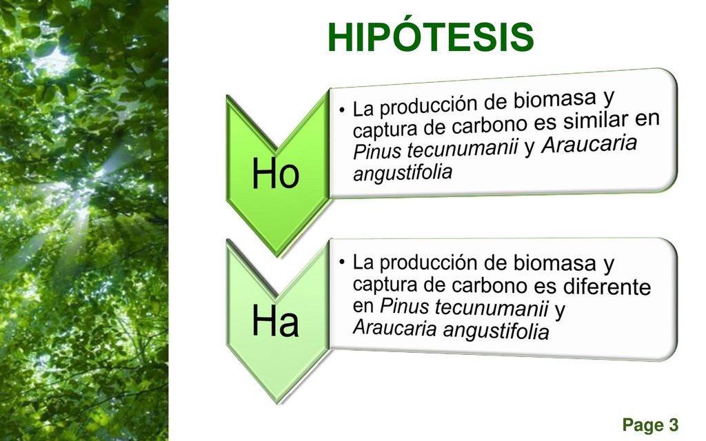 HIPÓTESIS Ho. La producción de biomasa y captura de carbono es similar en Pinus tecunumanii y Araucaria angustifolia.
