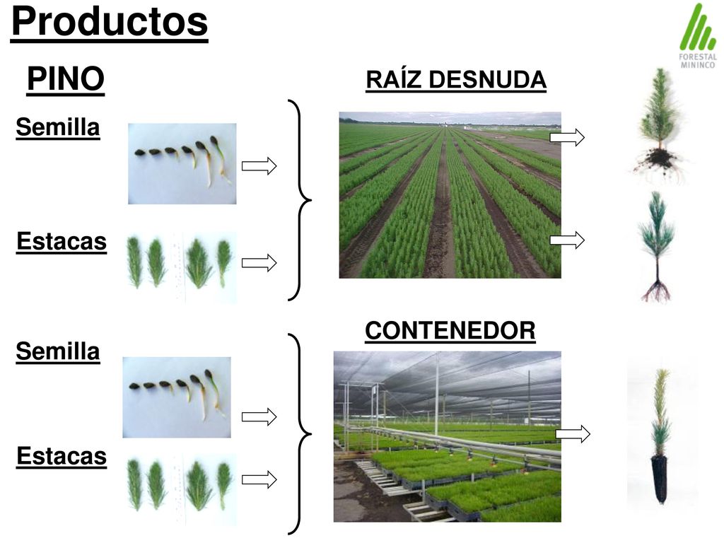 Productos PINO RAÍZ DESNUDA Semilla Estacas CONTENEDOR Semilla Estacas