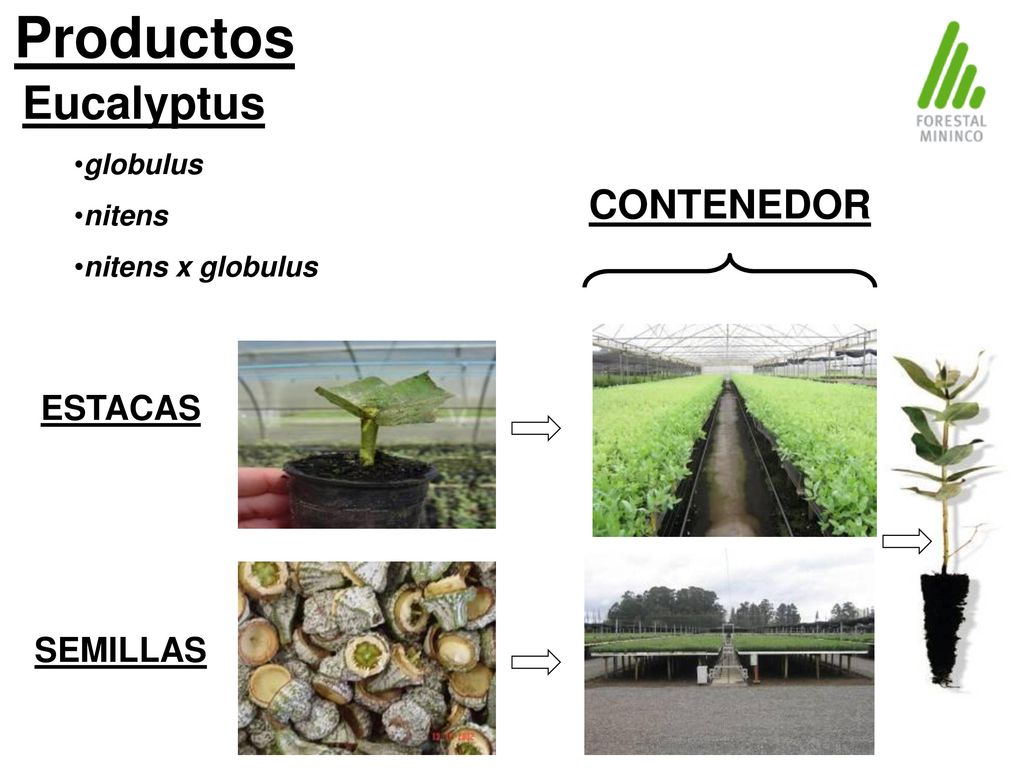 Productos Eucalyptus CONTENEDOR ESTACAS SEMILLAS globulus nitens