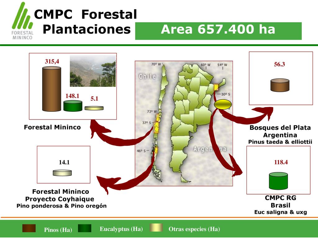 Pinus taeda & elliottii Pino ponderosa & Pino oregón