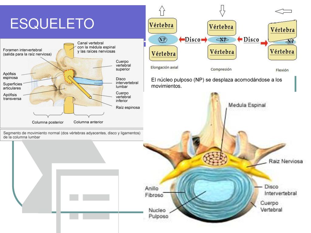 ESQUELETO El núcleo pulposo (NP) se desplaza acomodándose a los movimientos.