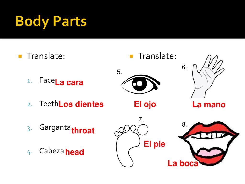 Body Parts Translate: Translate: Face Teeth Garganta Cabeza La cara
