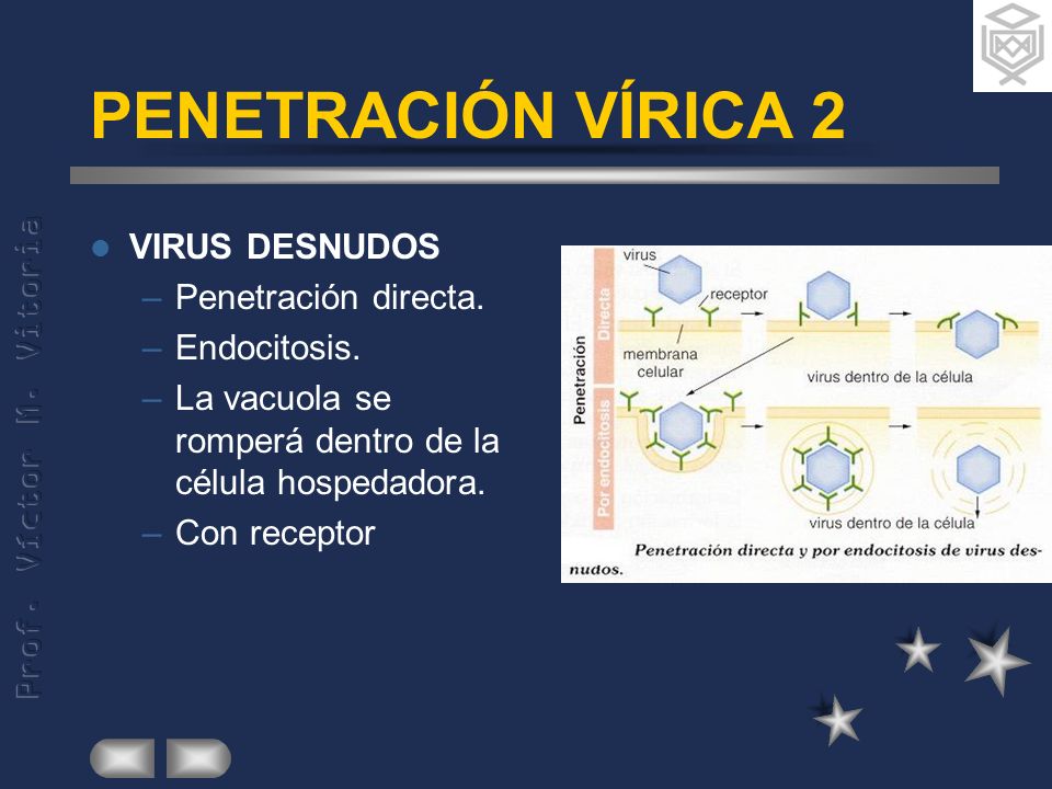PENETRACIÓN VÍRICA 2 VIRUS DESNUDOS Penetración directa. Endocitosis.