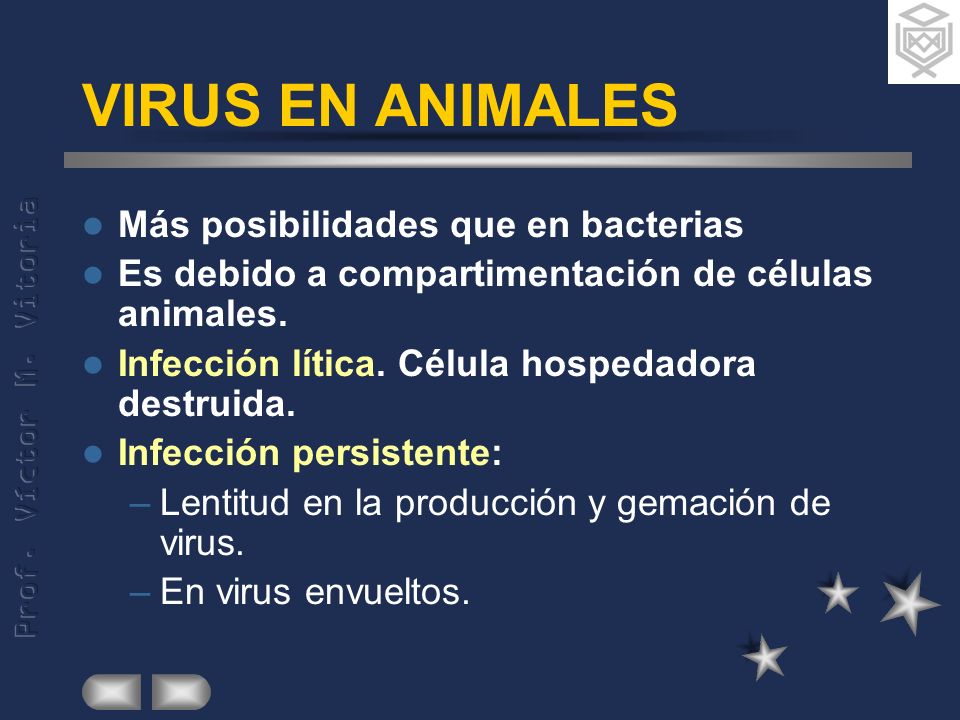 VIRUS EN ANIMALES Más posibilidades que en bacterias