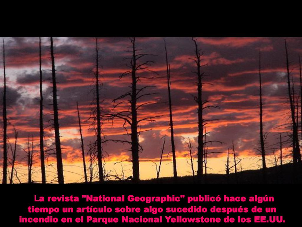 La revista National Geographic publicó hace algún tiempo un artículo sobre algo sucedido después de un incendio en el Parque Nacional Yellowstone de los EE.UU.