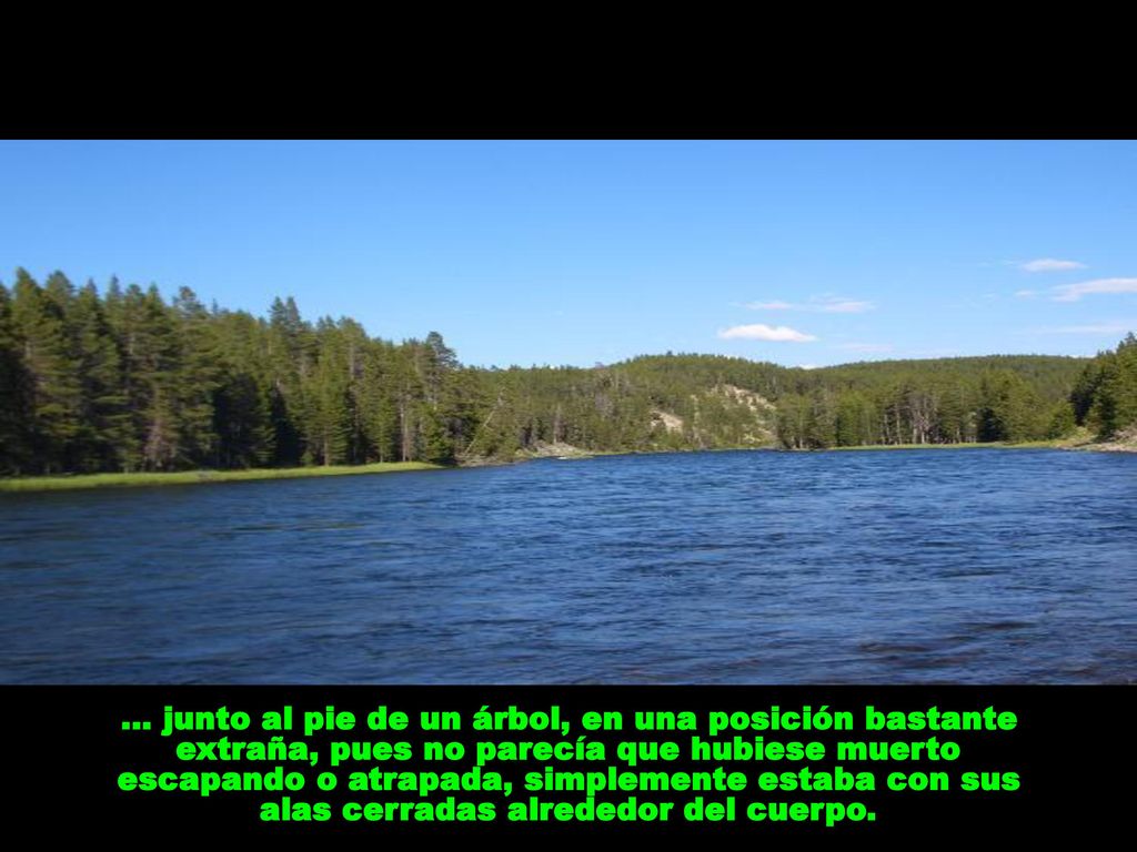 … junto al pie de un árbol, en una posición bastante extraña, pues no parecía que hubiese muerto escapando o atrapada, simplemente estaba con sus alas cerradas alrededor del cuerpo.