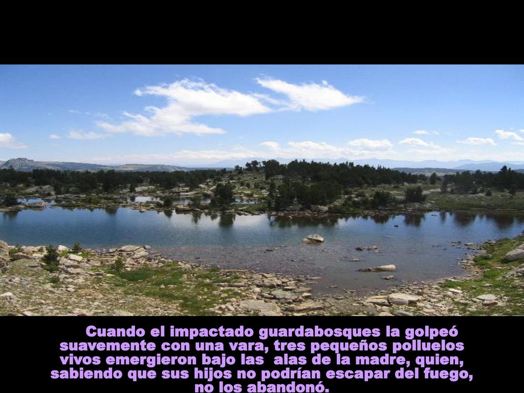Cuando el impactado guardabosques la golpeó suavemente con una vara, tres pequeños polluelos vivos emergieron bajo las alas de la madre, quien, sabiendo que sus hijos no podrían escapar del fuego, no los abandonó.