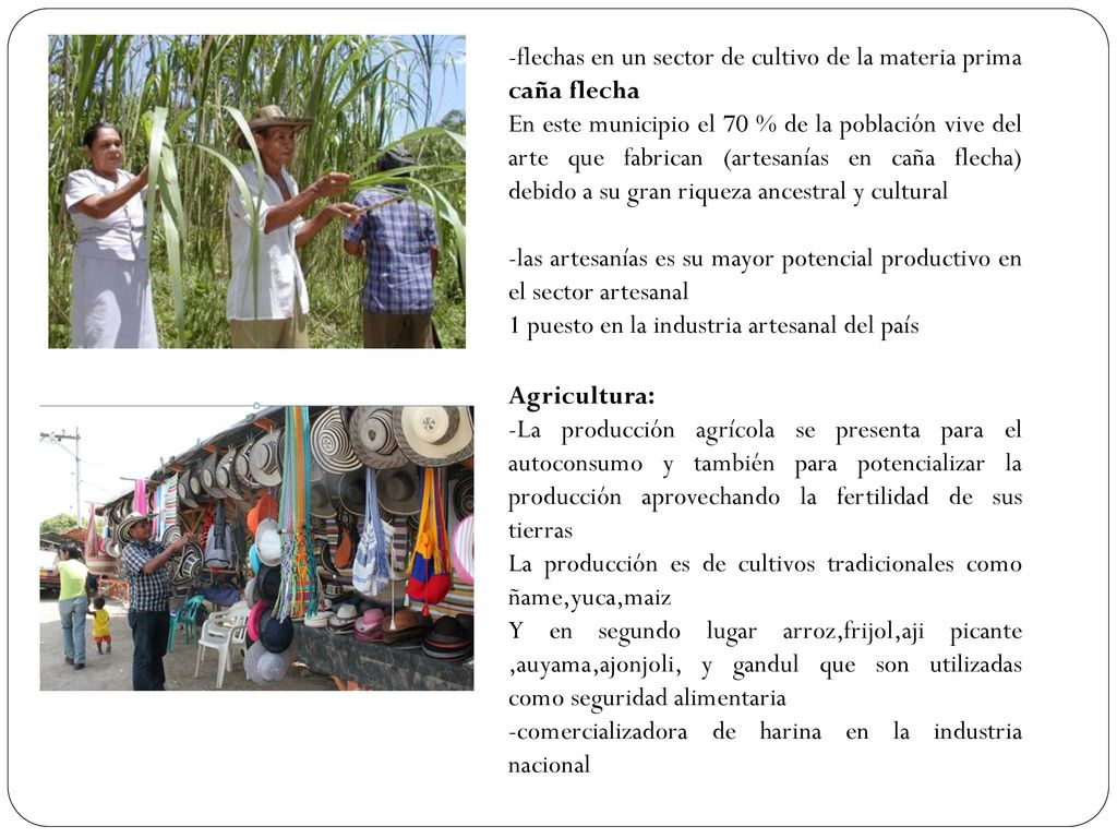 -flechas en un sector de cultivo de la materia prima caña flecha
