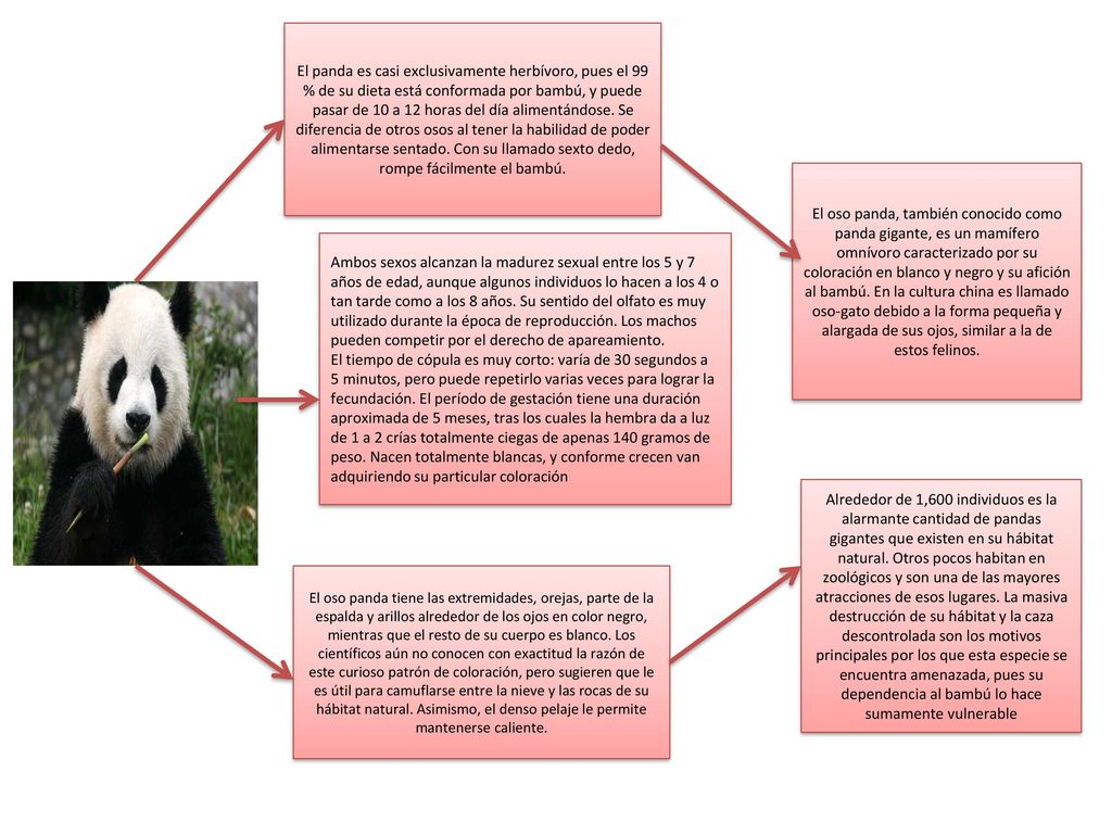 El panda es casi exclusivamente herbívoro, pues el 99 % de su dieta está conformada por bambú, y puede pasar de 10 a 12 horas del día alimentándose. Se diferencia de otros osos al tener la habilidad de poder alimentarse sentado. Con su llamado sexto dedo, rompe fácilmente el bambú.