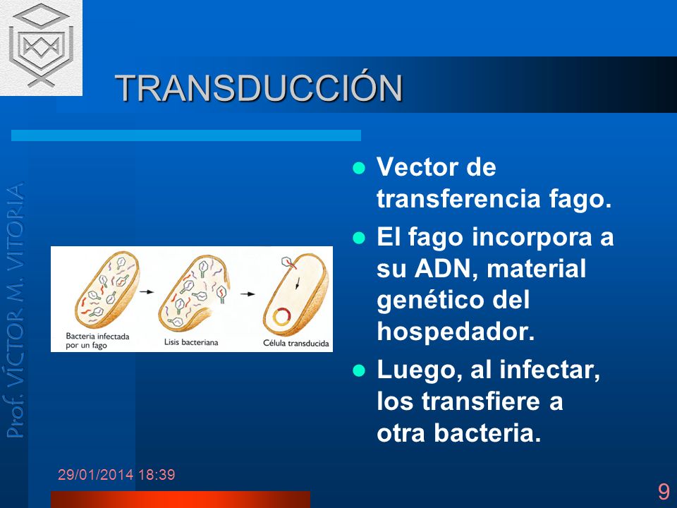 TRANSDUCCIÓN Vector de transferencia fago.