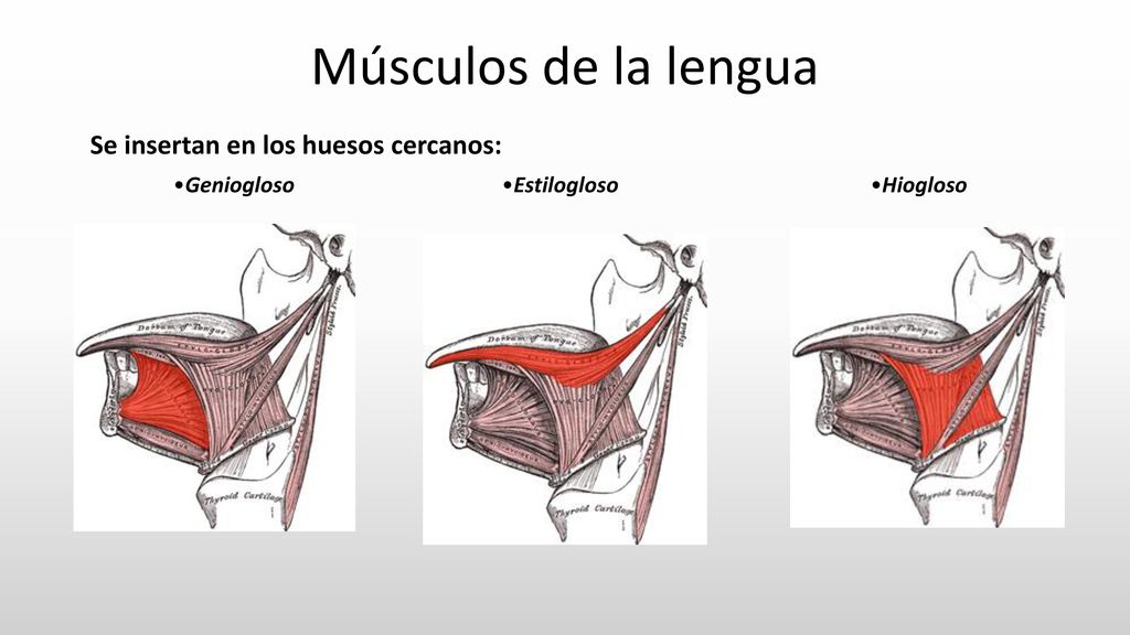 Músculos de la lengua Se insertan en los huesos cercanos: •Geniogloso