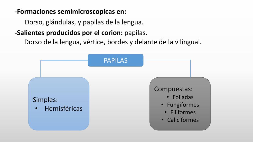 -Formaciones semimicroscopicas en: Dorso, glándulas, y papilas de la lengua. -Salientes producidos por el corion: papilas. Dorso de la lengua, vértice, bordes y delante de la v lingual.