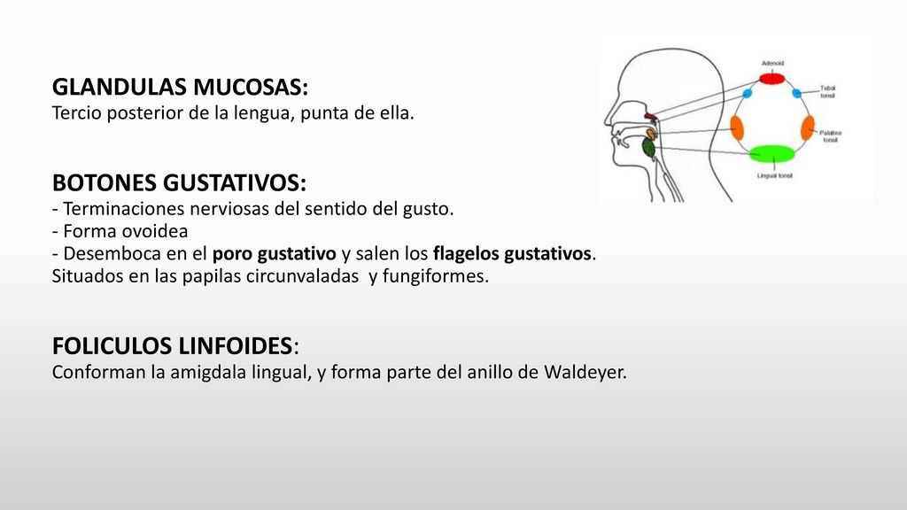 GLANDULAS MUCOSAS: Tercio posterior de la lengua, punta de ella