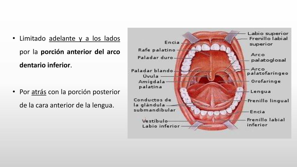 Limitado adelante y a los lados por la porción anterior del arco dentario inferior.