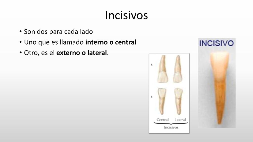 Incisivos Son dos para cada lado Uno que es llamado interno o central