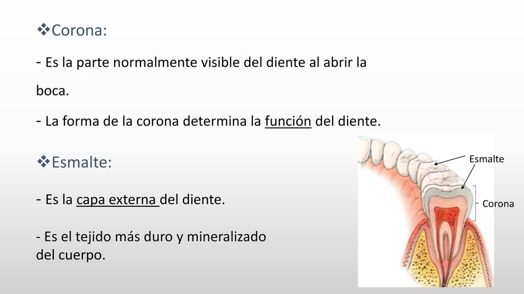 - Es la parte normalmente visible del diente al abrir la boca.