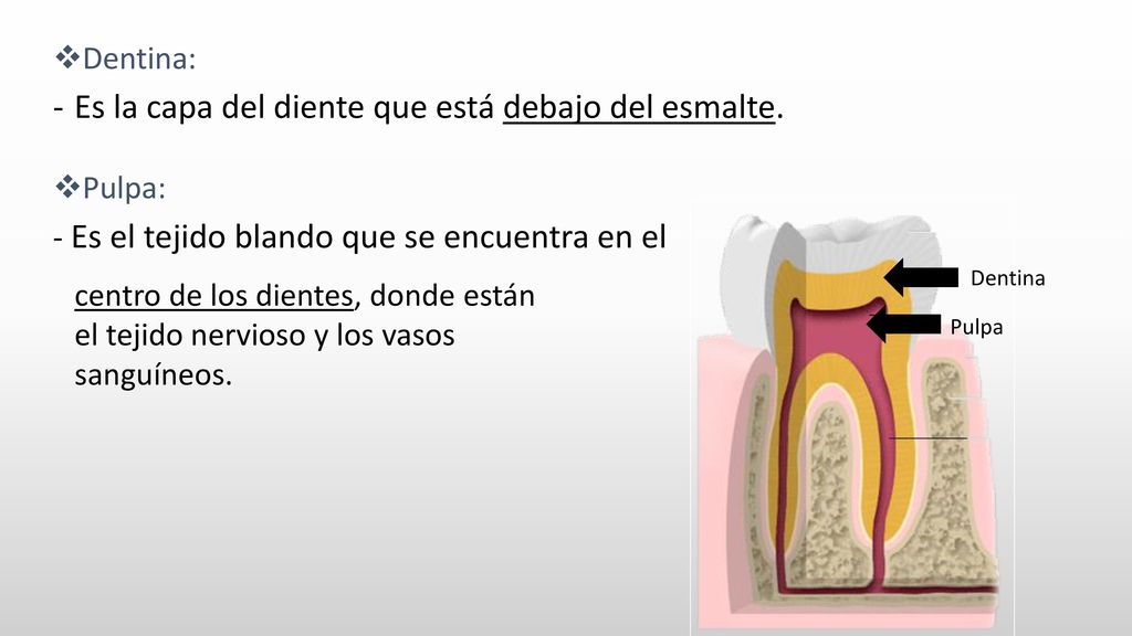 Es la capa del diente que está debajo del esmalte.