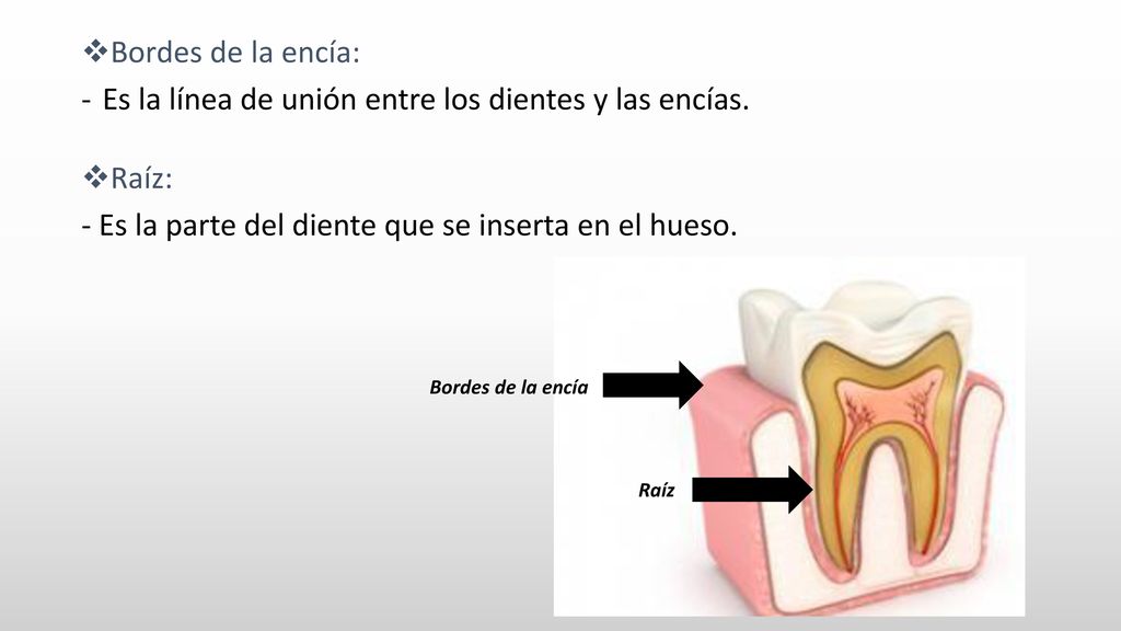 Es la línea de unión entre los dientes y las encías. Raíz: