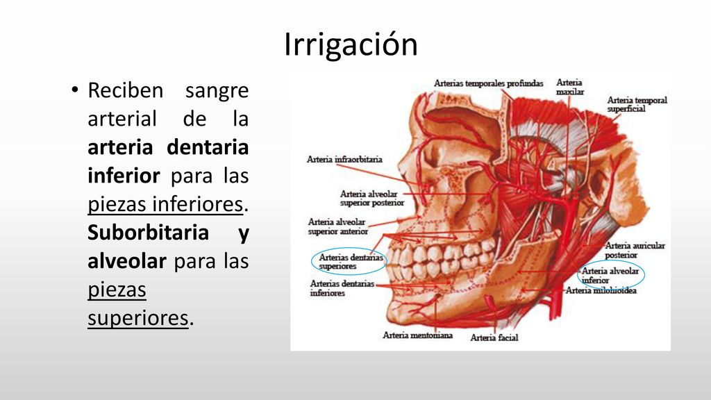 Irrigación Reciben sangre arterial de la arteria dentaria inferior para las piezas inferiores.