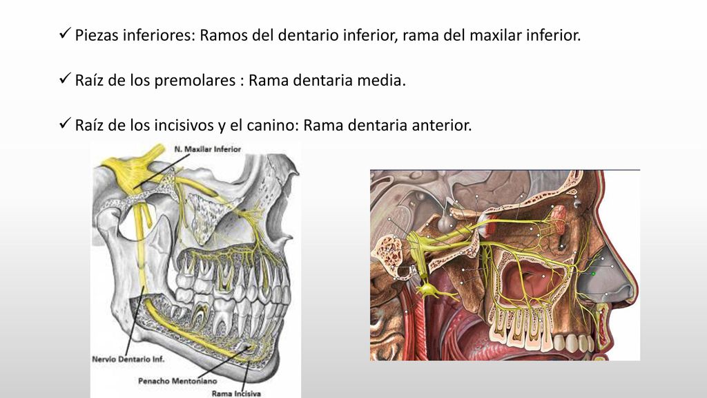 Piezas inferiores: Ramos del dentario inferior, rama del maxilar inferior.